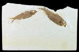 Bargain Pair of Fossil Fish (Knightia) - Green River Formation #136551-1
